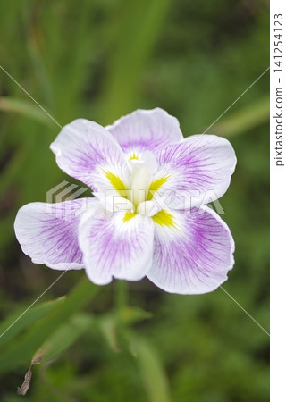 白色和紫色的鳶尾花正在盛開。這種鳶尾花叫做「五月陽光」。 白色和紫色的鳶尾花正在盛開。這種鳶尾花叫做「五月陽光」。 141254123