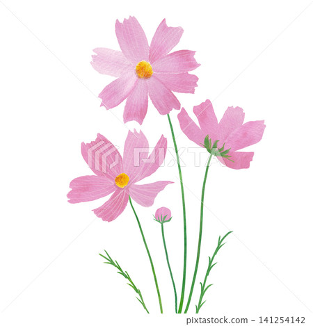 粉紅波斯菊水彩插畫 粉紅波斯菊水彩插畫 141254142
