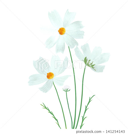白色波斯菊插圖 白色波斯菊插圖 141254143