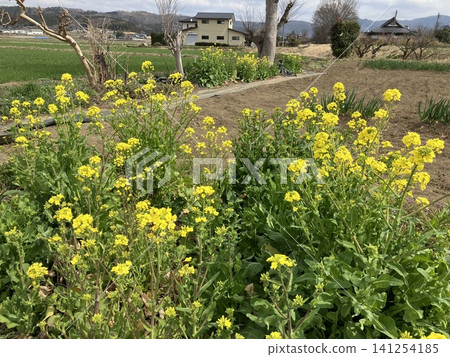 景觀與油菜花 景觀與油菜花 141254185