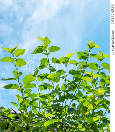 Fresh greenery (mulberry leaves) that shines against the blue sky Fresh greenery (mulberry leaves) that shines against the blue sky 141254228