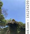 Unusual Cycads 141254299