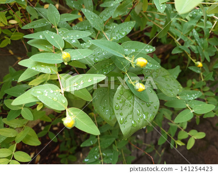 The yellow buds of the Hypericum patulum stand out against the rain-soaked green. The yellow buds of the Hypericum patulum stand out against the rain-soaked green. 141254423