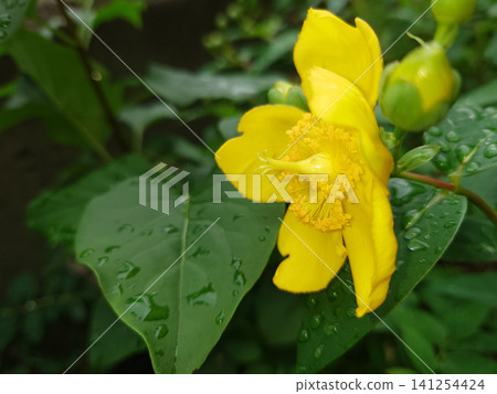A side view (right-facing) of Hypericum flowers, their yellow blossoms standing out against the rain-soaked green. A side view (right-facing) of Hypericum flowers, their yellow blossoms standing out against the rain-soaked green. 141254424