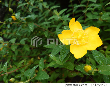 The yellow petals of the Hypericum flowers and buds, with their broken petals, stand out against the rain-soaked green (arranged on the right). The yellow petals of the Hypericum flowers and buds, with their broken petals, stand out against the rain-soaked green (arranged on the right). 141254425
