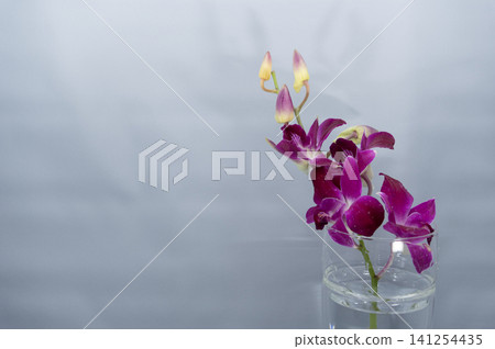 A Dendrobium orchid in a glass vase against a bright background (horizontal composition, positioned on the right). A Dendrobium orchid in a glass vase against a bright background (horizontal composition, positioned on the right). 141254435