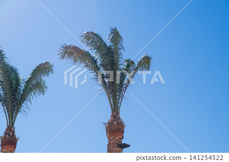 Two palm trees rise against a bright blue sky, featuring lush green fronds and rough brown trunks, typical of a tropical environment Two palm trees rise against a bright blue sky, featuring lush green fronds and rough brown trunks, typical of a tropical environment 141254522