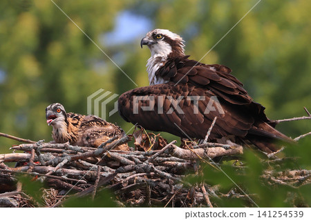 Mother Osprey with her baby into the nest on a border of Saint Lawrence River, Ontario, Canada Mother Osprey with her baby into the nest on a border of Saint Lawrence River, Ontario, Canada 141254539