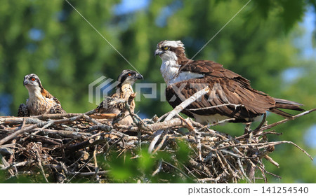 Mother Osprey with her two babies into the nest on a border of Saint Lawrence River, Ontario, Canada Mother Osprey with her two babies into the nest on a border of Saint Lawrence River, Ontario, Canada 141254540