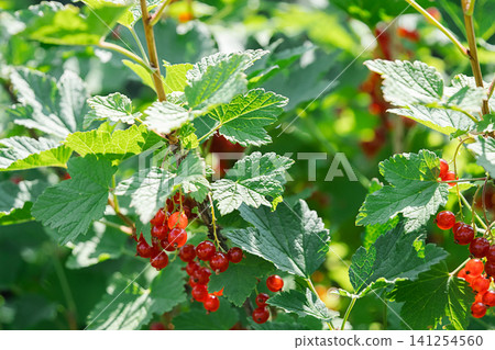 Red currant growing on bush in garden. Red currant growing on bush in garden. 141254560