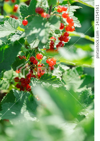 Cluster of red currant growing on bush in summer garden. Cluster of red currant growing on bush in summer garden. 141254561
