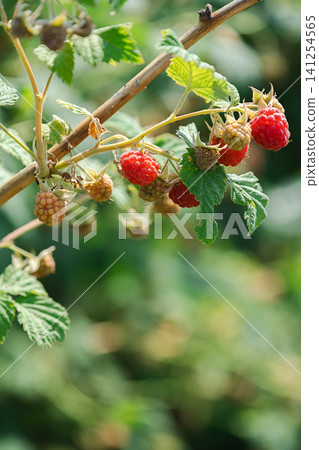 Red raspberries growing on bush in summer garden. Red raspberries growing on bush in summer garden. 141254565
