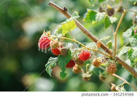 Fresh red raspberry on bush branch in garden. 141254566