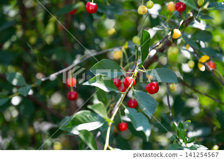 Bright red cherry hanging on green tree branch in fruit garden. 141254567