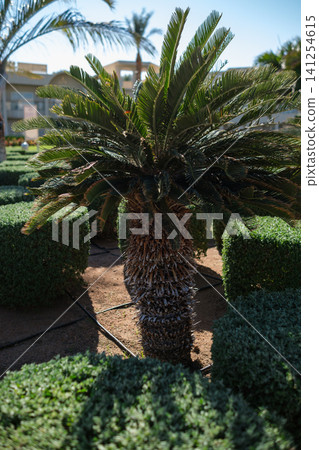 Palm tree features vibrant green fronds, positioned among square-shaped hedges in a well-maintained garden with a bright blue sky above Palm tree features vibrant green fronds, positioned among square-shaped hedges in a well-maintained garden with a bright blue sky above 141254615