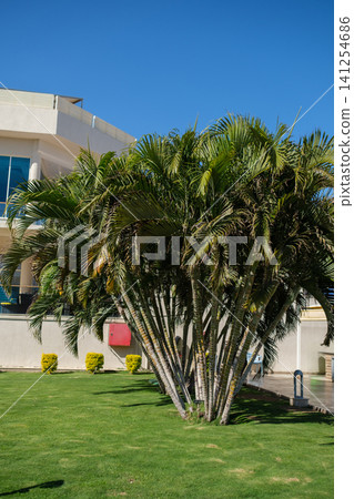 Cluster of palm trees with vibrant green leaves situated in a well-maintained lawn next to a contemporary building against a bright blue sky Cluster of palm trees with vibrant green leaves situated in a well-maintained lawn next to a contemporary building against a bright blue sky 141254686