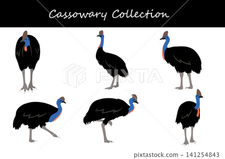 cassowary collection. cassowary in different poses cassowary collection. cassowary in different poses 141254843