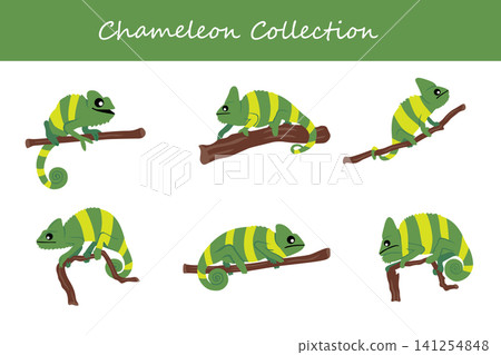 chameleon collection. chameleon in different poses chameleon collection. chameleon in different poses 141254848