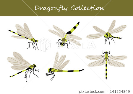 dragonfly collection. dragonfly in different poses 141254849