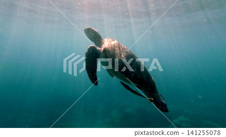 A silhouetted green sea turtle (Chelonia mydas) with a live sharksucker (Echeneis naucrates) swimming upward with sunlight filtering through water surface in a cinematic underwater scene. Dauin, Phili A silhouetted green sea turtle (Chelonia mydas) with a live sharksucker (Echeneis naucrates) swimming upward with sunlight filtering through water surface in a cinematic underwater scene. Dauin, Phili 141255078