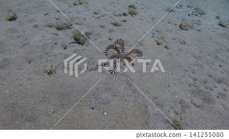 Extremely rare wildlife sighting of the elusive wunderpus octopus (Wunderpus photogenicus) in the wild, crawling along the seafloor. Dauin, Philippines Extremely rare wildlife sighting of the elusive wunderpus octopus (Wunderpus photogenicus) in the wild, crawling along the seafloor. Dauin, Philippines 141255080