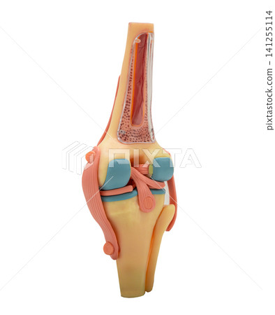 Knee joints and tendons human anatomy model isolated on white background with clipping path. Knee joints and tendons human anatomy model isolated on white background with clipping path. 141255114