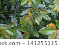 Wet green and brown laurel leaves with raindrops 141255115