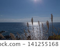 On a clear autumn day, the Tsugaru Strait sparkles with sunshine, and the pampas grass at Tachimachi Cape sways in the wind. 141255168