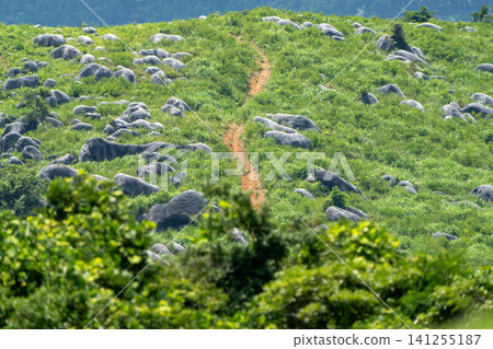 一條小徑蜿蜒穿過平尾台鬱鬱蔥蔥的草地,周圍環繞著石灰岩地形。 一條小徑蜿蜒穿過平尾台鬱鬱蔥蔥的草地,周圍環繞著石灰岩地形。 141255187