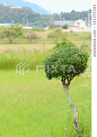 一棵似西蘭花的樹矗立在廣闊的草原上 一棵似西蘭花的樹矗立在廣闊的草原上 141255381