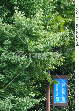 一幅豎幅構圖，展現了夏季的銀杏葉和上野公園內指示大範圍疏散點的標誌。 141255460