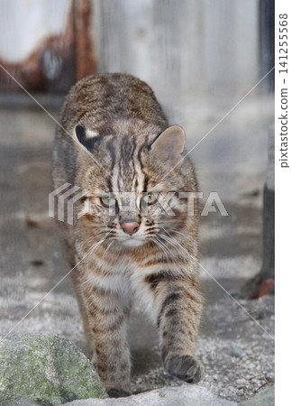 一隻對馬島豹貓正朝你走來。 (野生動物) 一隻對馬島豹貓正朝你走來。 (野生動物) 141255568