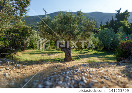 Solitary tree in a sunlit green field. Solitary tree in a sunlit green field. 141255799