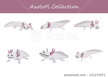 axolotl collection. axolotl in different poses axolotl collection. axolotl in different poses 141255871