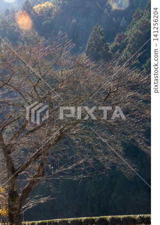 Kajishima, Morimachi, Shuchi District, Shizuoka Prefecture: Mountain village scenery 141256204