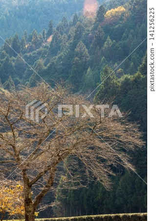 靜岡縣週知郡森町梶島：山村風景 141256225