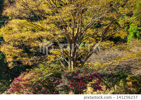 Tonozume, Morimachi, Shuchi District, Shizuoka Prefecture: Mountain village scenery Tonozume, Morimachi, Shuchi District, Shizuoka Prefecture: Mountain village scenery 141256237