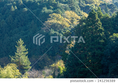 靜岡縣週知郡森町梶島：山村風景 141256389