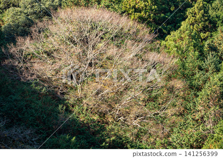 靜岡縣週知郡森町梶島:山村風景 靜岡縣週知郡森町梶島:山村風景 141256399