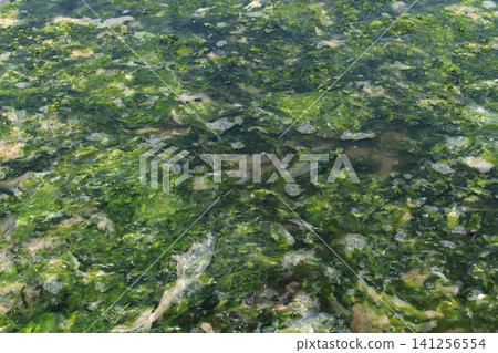Green seaweed drifts, covering the surface of the ocean. Green seaweed drifts, covering the surface of the ocean. 141256554