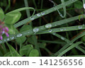 Green grass blades with sparkling morning dew drops 141256556