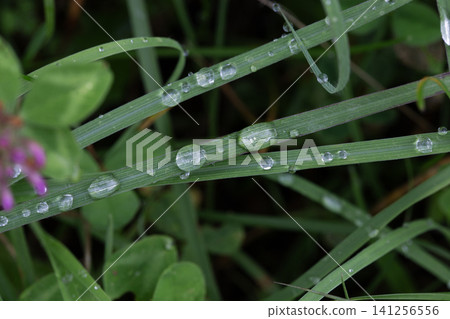 Green grass blades with sparkling morning dew drops Green grass blades with sparkling morning dew drops 141256556