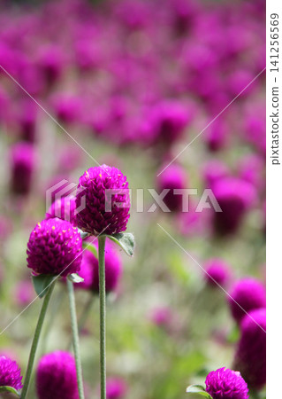 粉紅色的小花（皇冠紅） 141256569