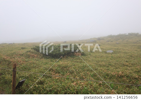 生長在霧氣繚繞的草地上的矮松 生長在霧氣繚繞的草地上的矮松 141256656
