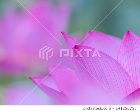 一朵美麗的蓮花 一朵美麗的蓮花 141256753