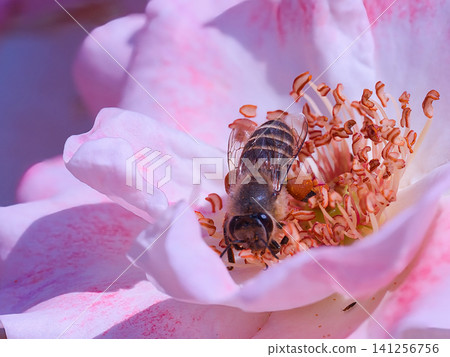 一隻蜜蜂正在玫瑰花上吸食花蜜。 141256756