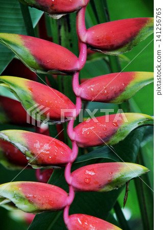 Heliconia Heliconia 141256765