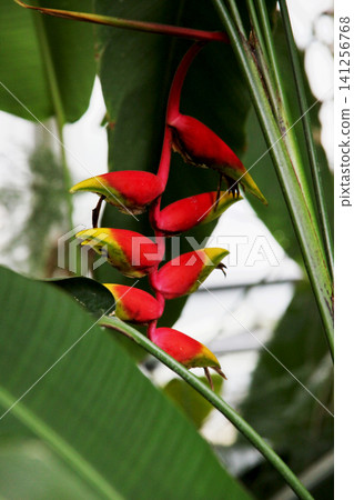 Heliconia 141256768
