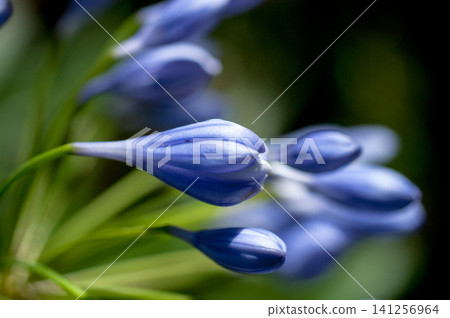 百子蓮(Florepreno) 百子蓮(Florepreno) 141256964