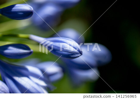 Agapanthus (Flore Pleno) 141256965